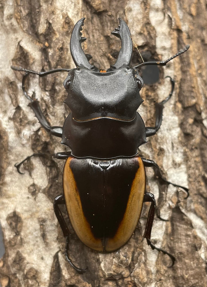 【WD】《クベラツヤクワガタ亜種fallaciosa 64mm ♂♀♀トリオ》