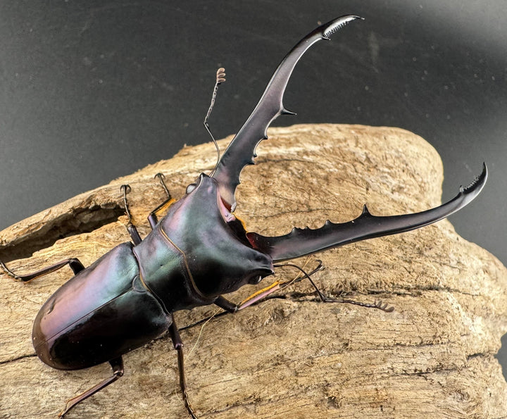 【美麗】《メタリフェルホソアカ亜種finae 77mm ペア》わたくわ氏ブリード個体