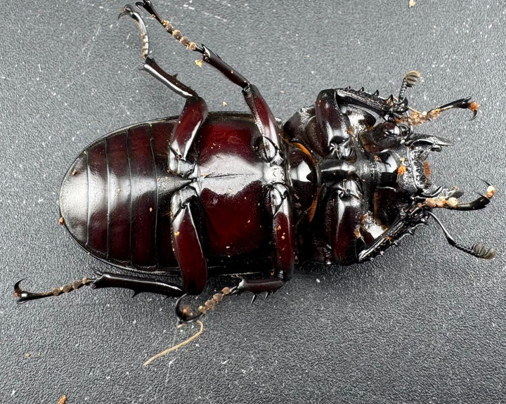 【赤目】《赤レギウスオオツヤクワガタ 魔閃紅血統 58mm ペア》inohiro109氏ブリード個体