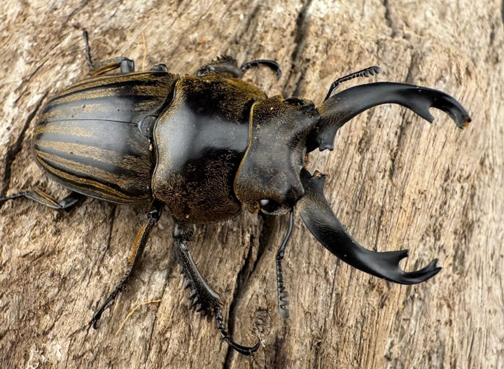 【WD】《ストリアータツヤクワガタ 48mm ペア》