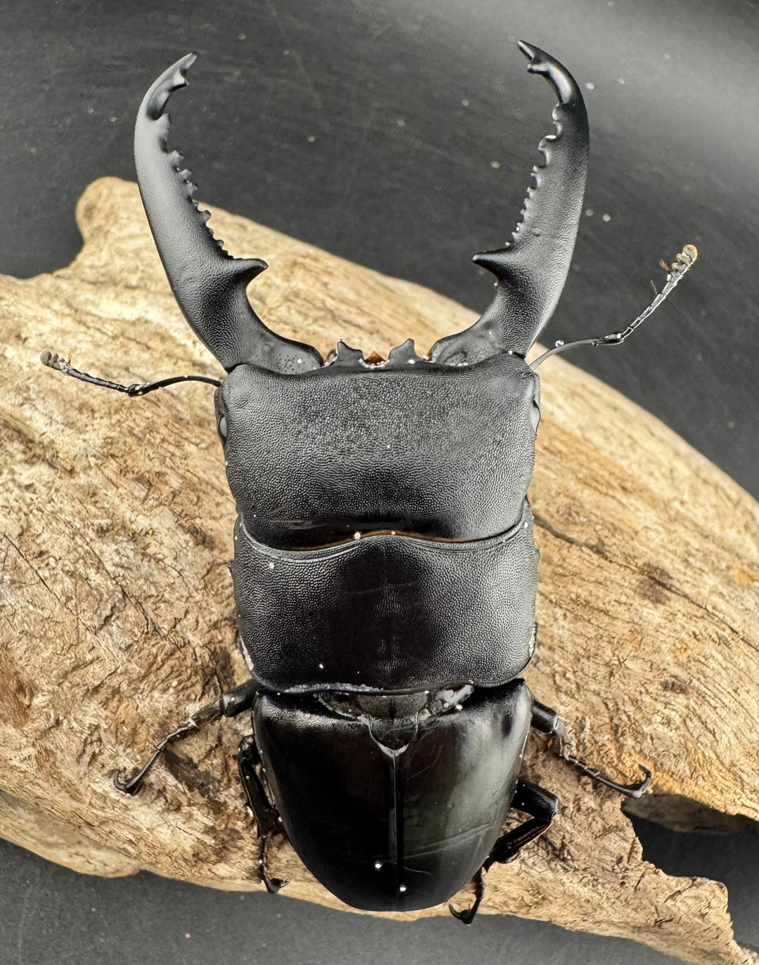 【WD】大型《パラワンオオヒラタ ガントン産 96mm ペア》