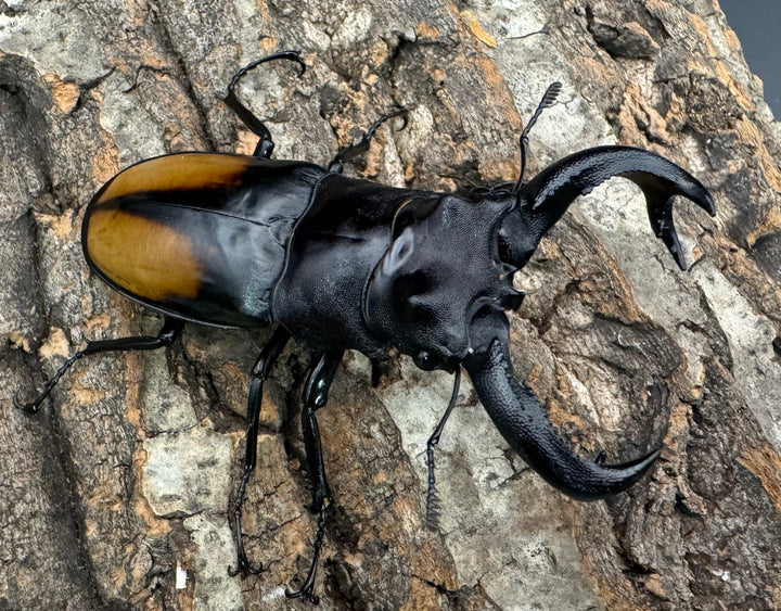 【WD】《セアカフタマタ 80mm ペア》