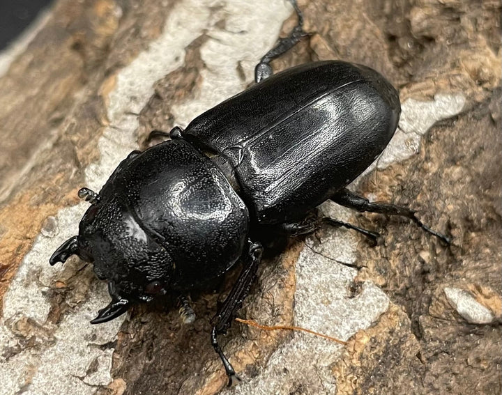 【WD】大型《カマリネスヒラタ 96mm B品ペア》