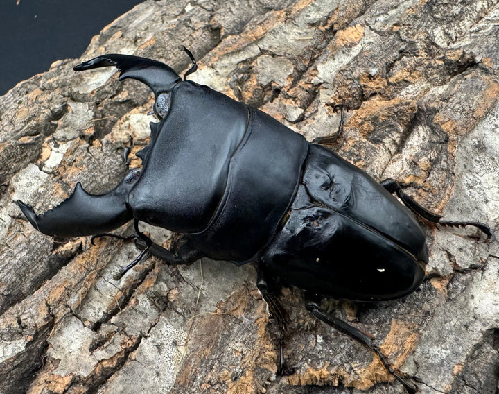 《スマトラオオヒラタ 93mm ♂♀♀トリオB品》