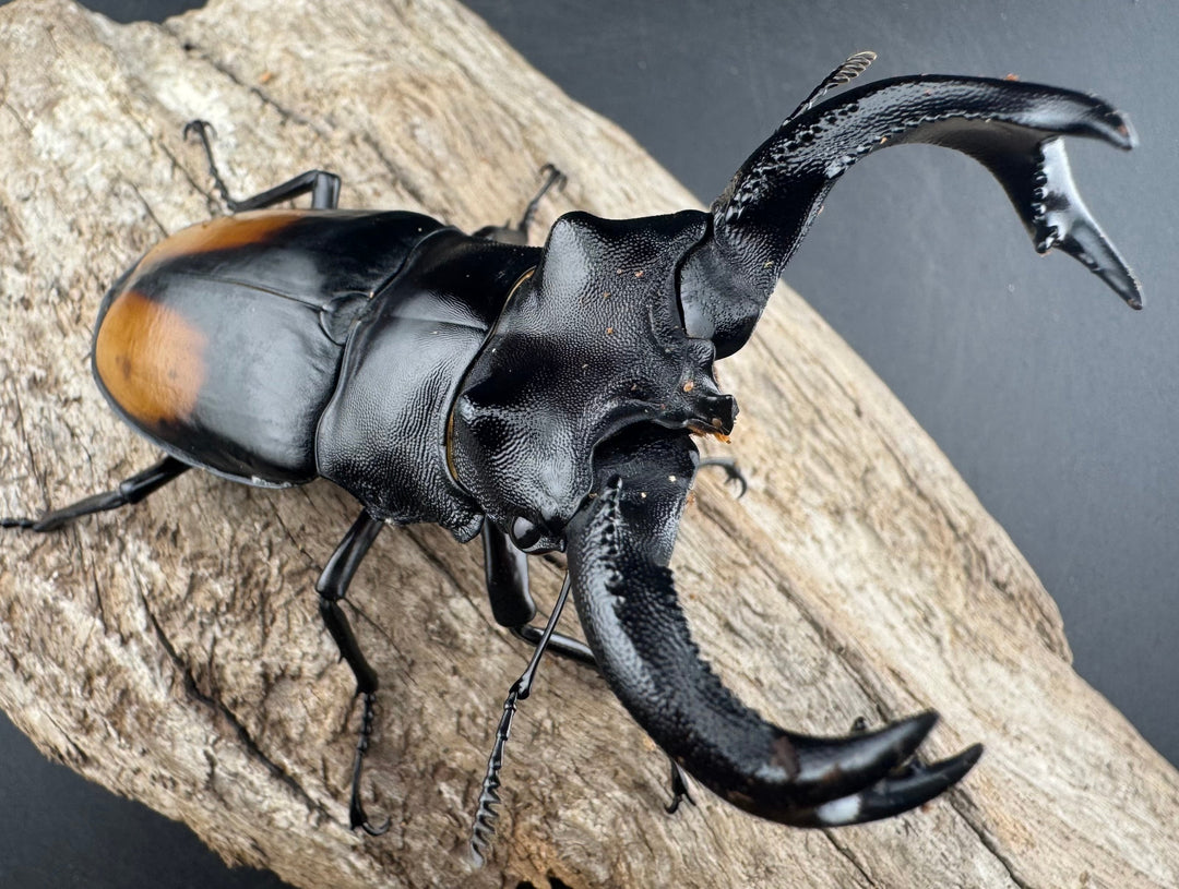 【WD】《セアカフタマタ（パリーフタマタ） 87mm ペア》