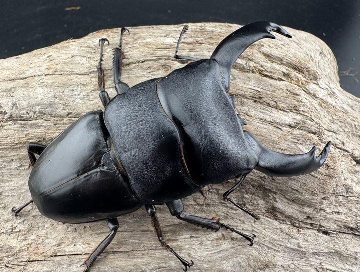 【WF1】《北カマリネスヒラタクワガタ 91.5mm ペア》