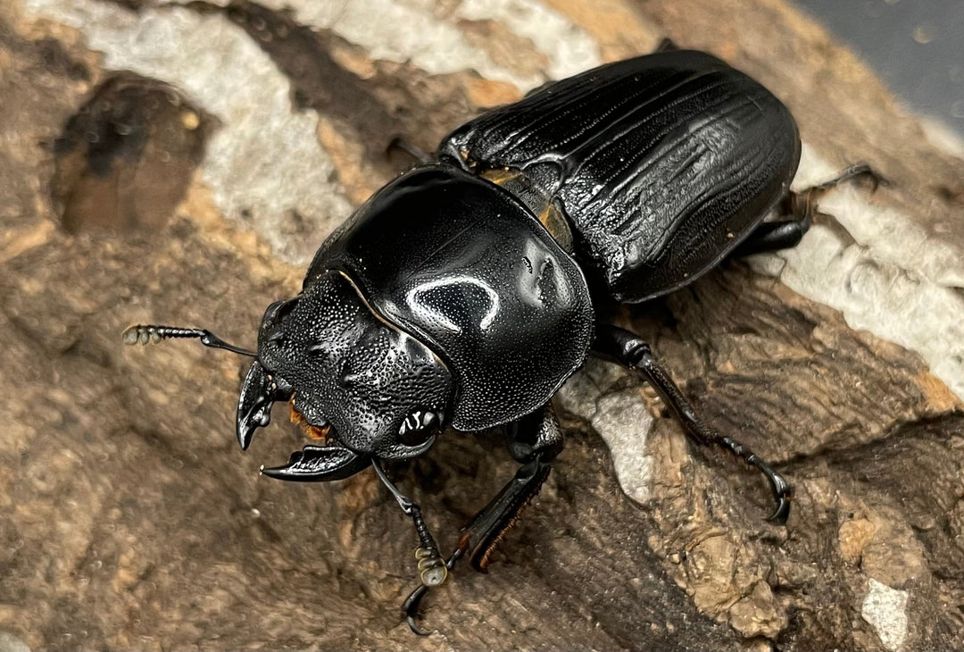 《ホペイオオクワガタ SL血統 73mm ペア》