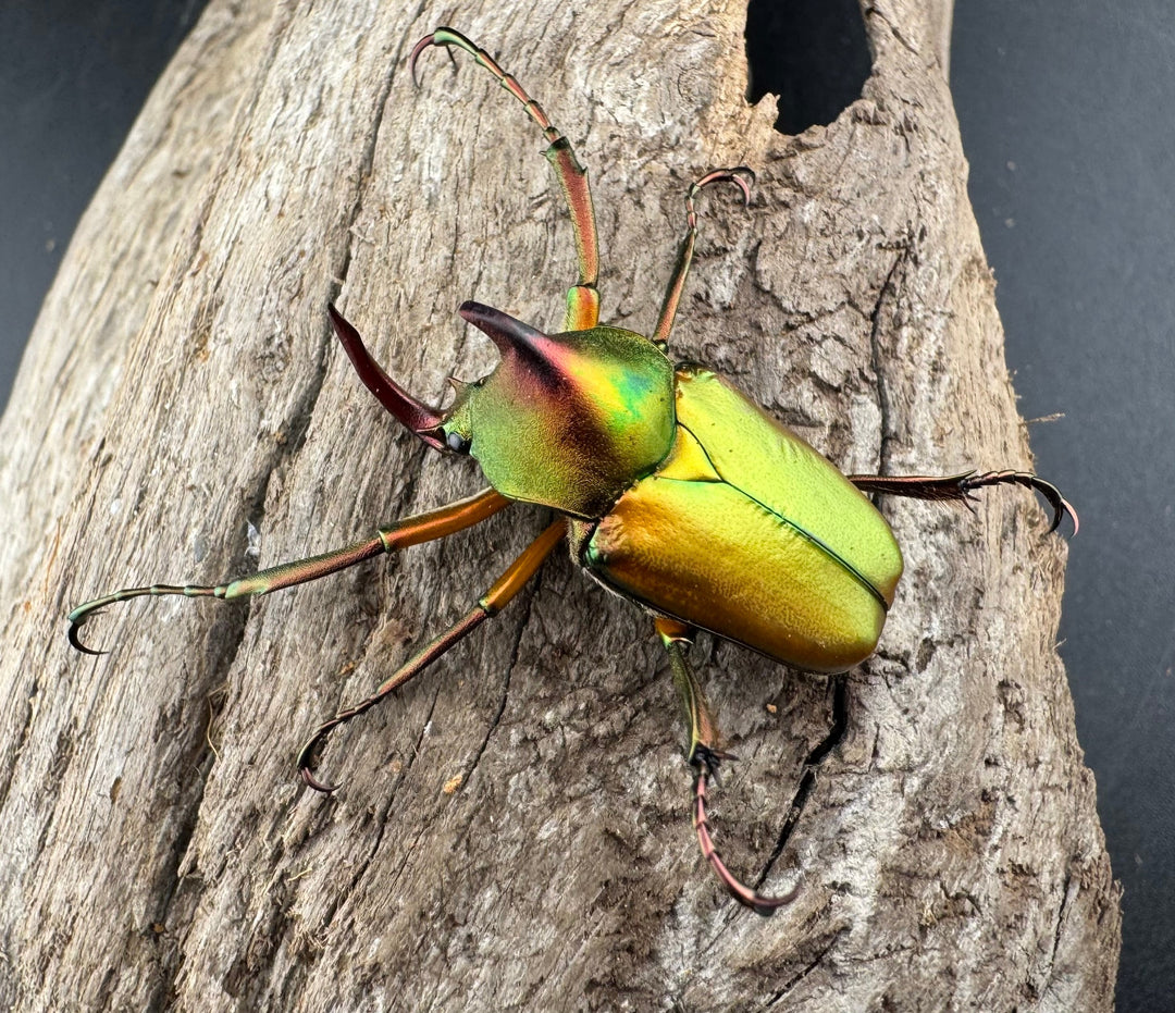 【WD】《ロドリゲスヒメカブトハナムグリ ペア》