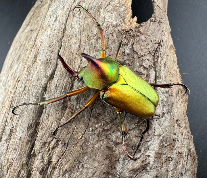 【WD】《ロドリゲスヒメカブトハナムグリ ペア》