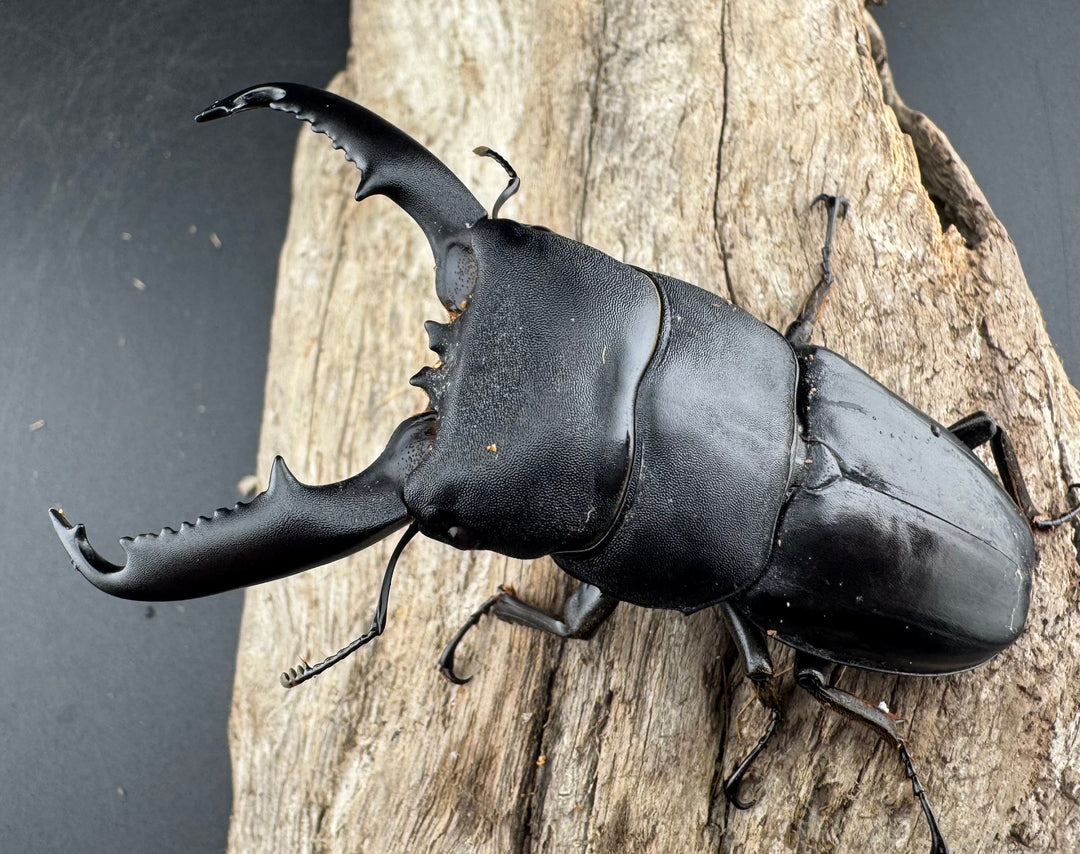 【WD】《ミンダナオヒラタ マラグサン産 81.5mm ペア》