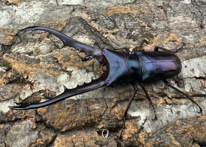 【美麗】《メタリフェルホソアカ 78mm ペア》わたくわ氏ブリード個体