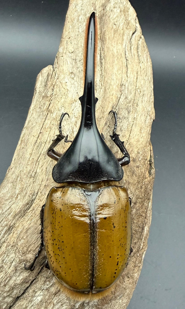 《ヘラクレス・リッキー ナポ産 143.5mm ペア》クワカブの部屋三森氏ブリード個体