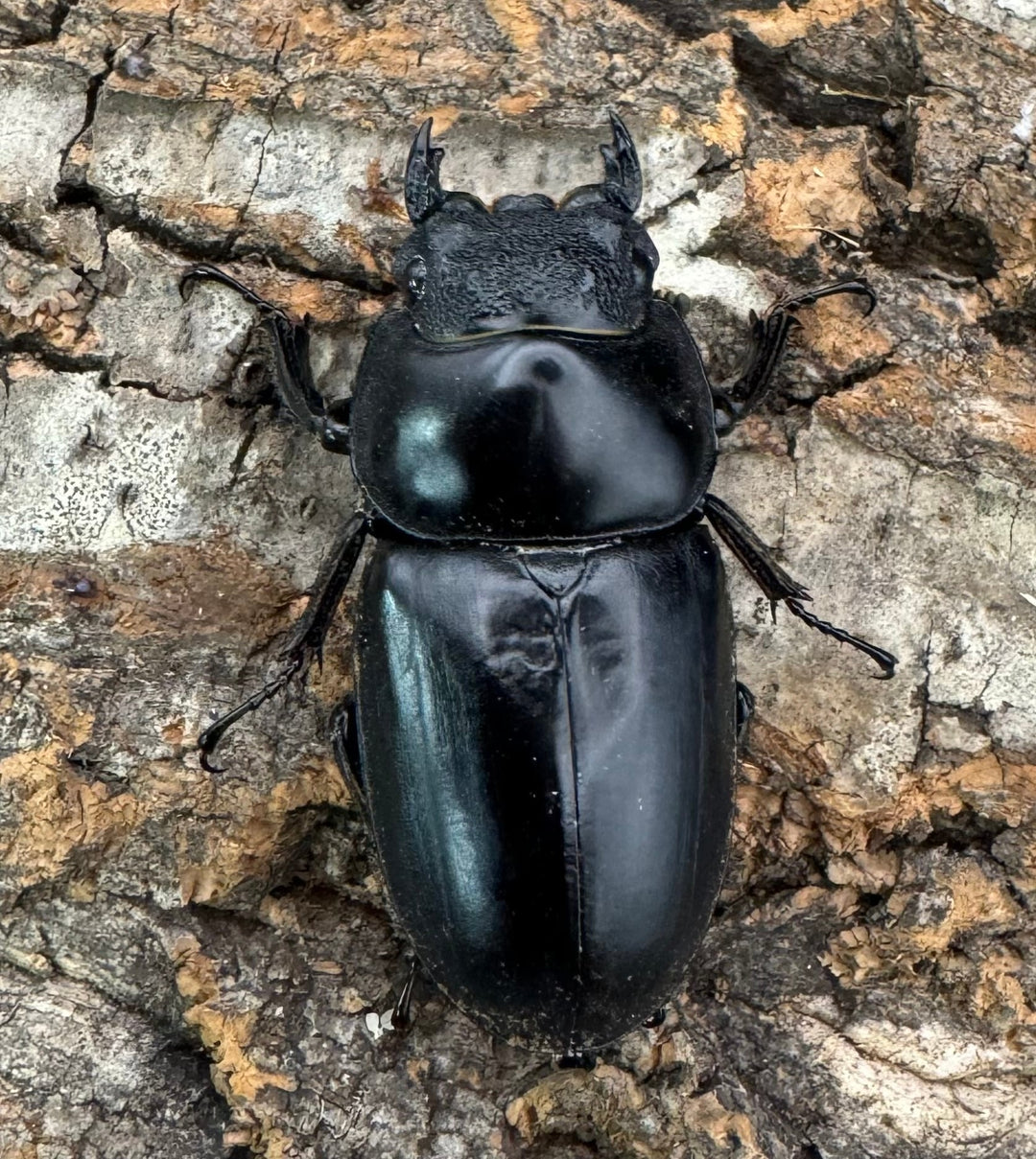 《インドアンタエウス タイガーヒル産 70mm ペア》