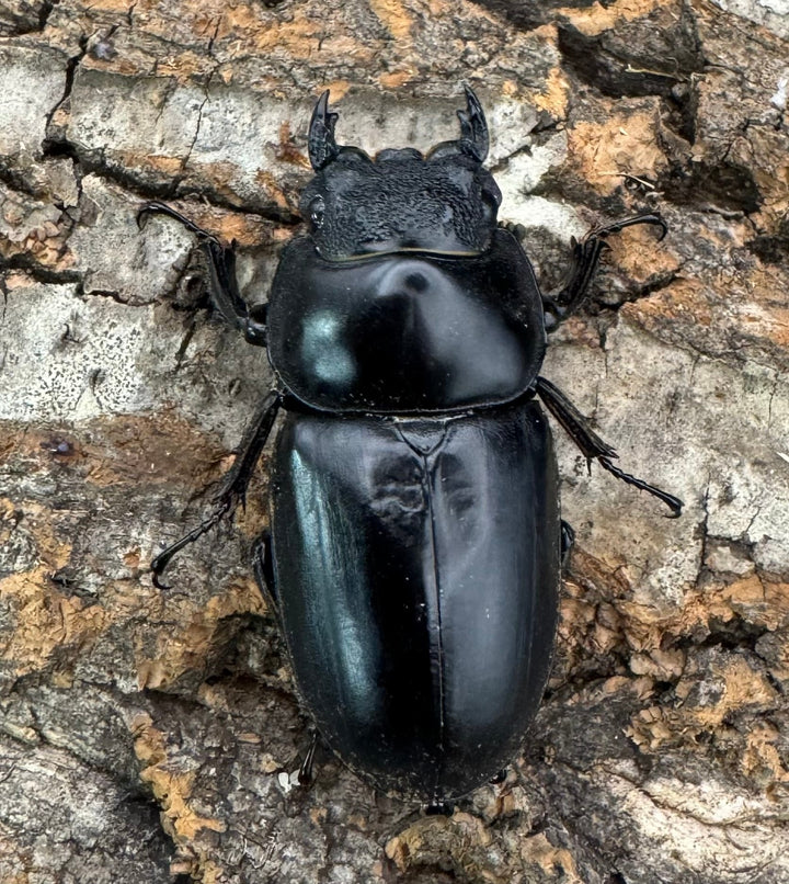 《インドアンタエウス タイガーヒル産 70mm ペア》