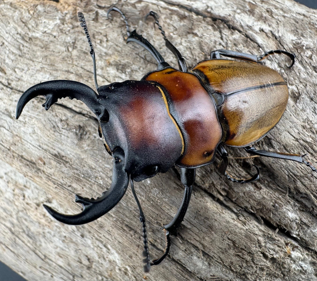 【WD】《ゾンメルツヤクワガタ 51mm ペア》