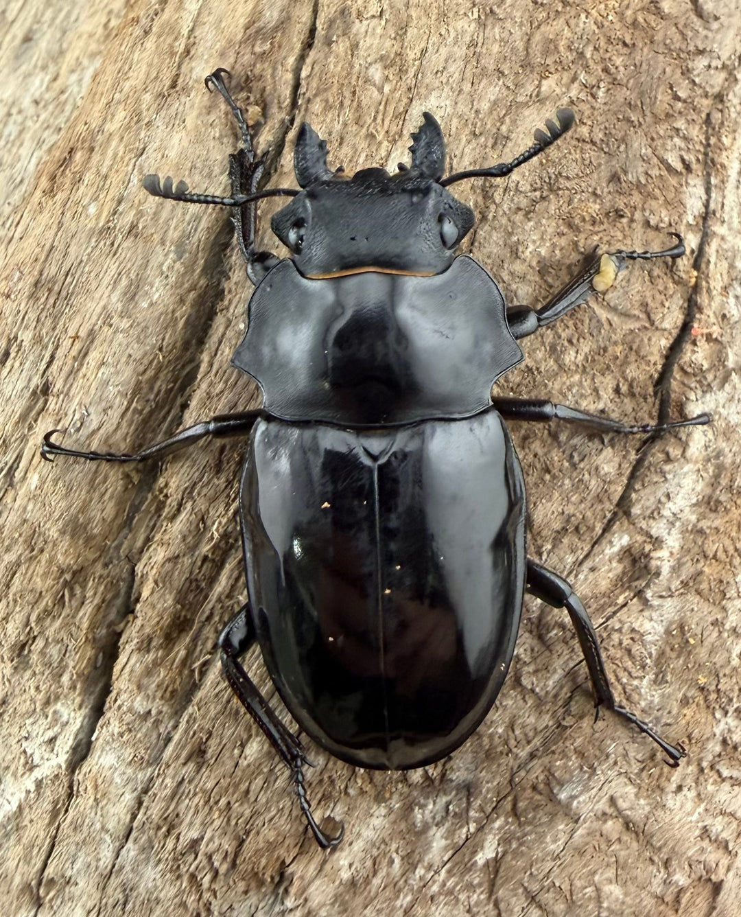 【WD】《ダールマンツヤクワガタ サンギール島産 56mm A’品ペア》