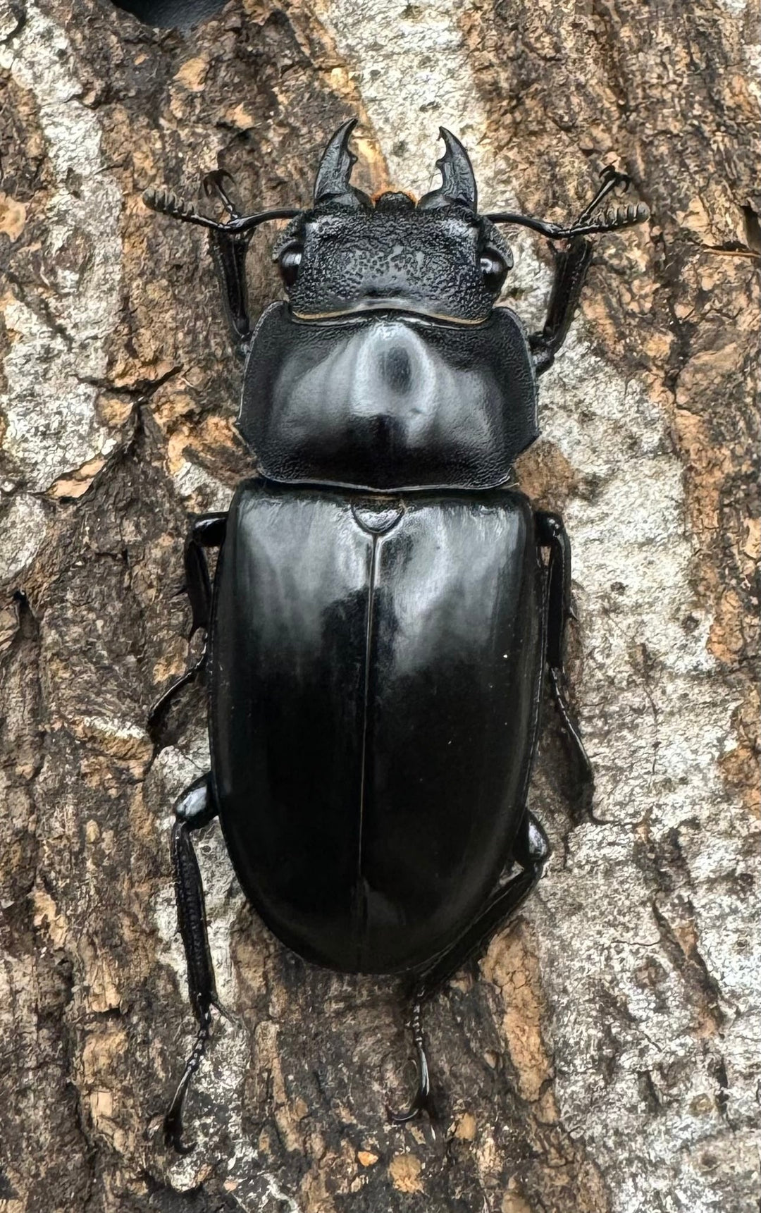 【WD】《マンディブラリスフタマタ 100.5mm ペア》