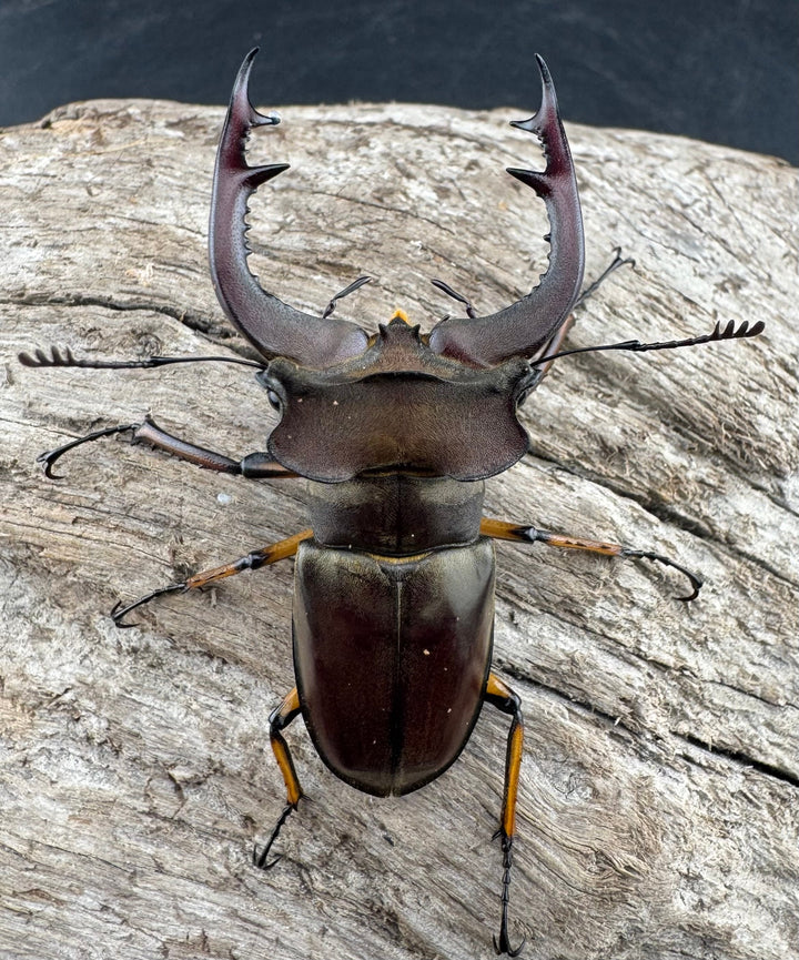 【WD】《フェアメイルミヤマ 雅安市産 57mm ペア》