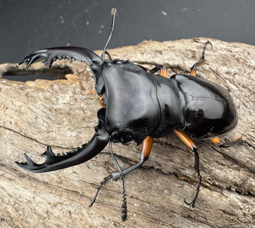 【WD】《インペリアリスツヤ亜種komorii バタラザ産 65mm ペア》