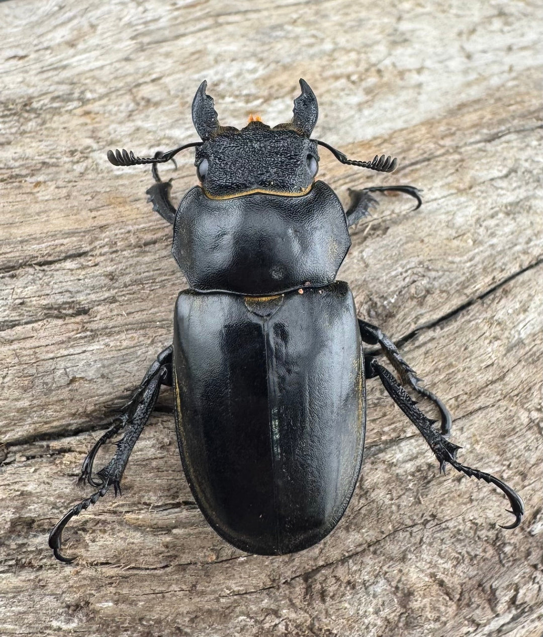 【WD】《フルキフェルミヤマ 64mm ペア》