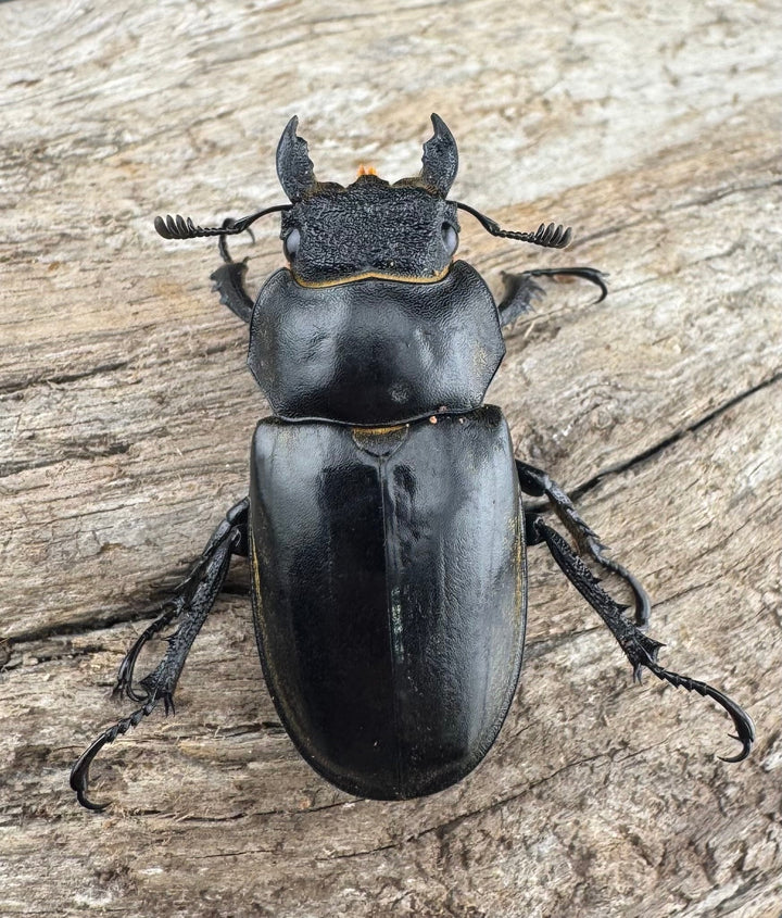 【WD】《フルキフェルミヤマ 64mm ペア》