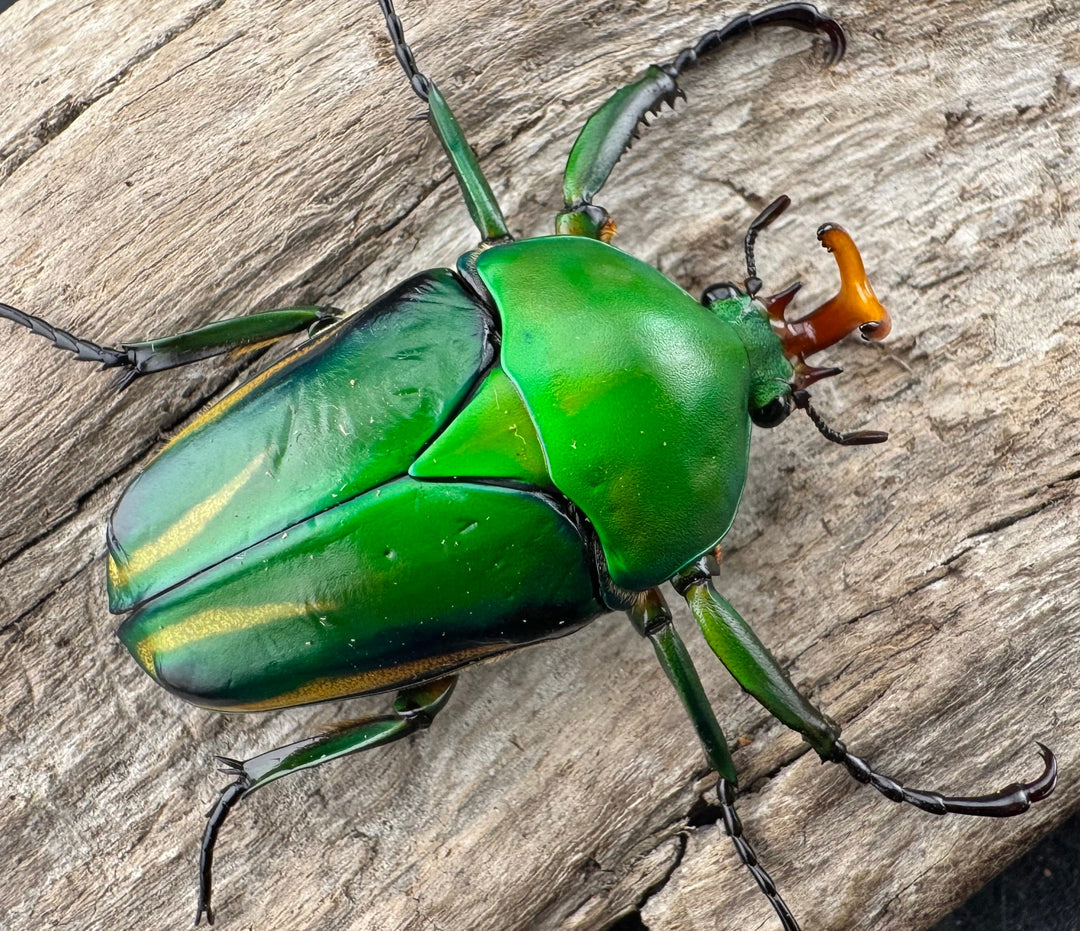 《シュルツサスマタカナブン（モルガンサスマタカナブン）Free ♂♀♀トリオ》