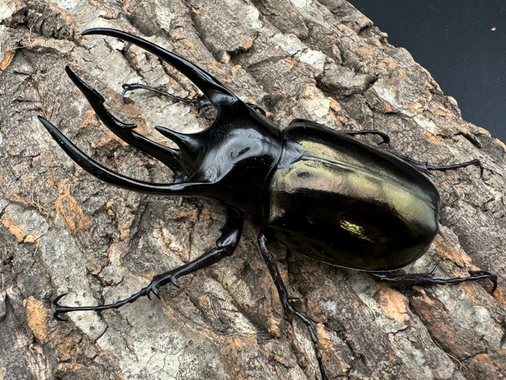 【WD】《ジャワコーカサスオオカブト 100.5mm ペア》