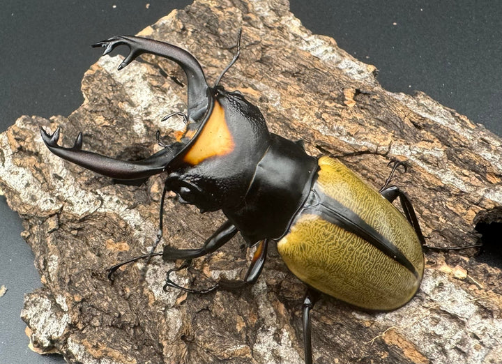 【WD】《ラコダールツヤクワガタ ブラスタギ産 75mm ペア》