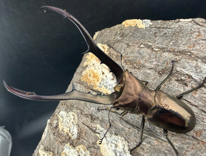 【WD】《メタリフェルホソアカ亜種フィナエ 79.5mm ペア》