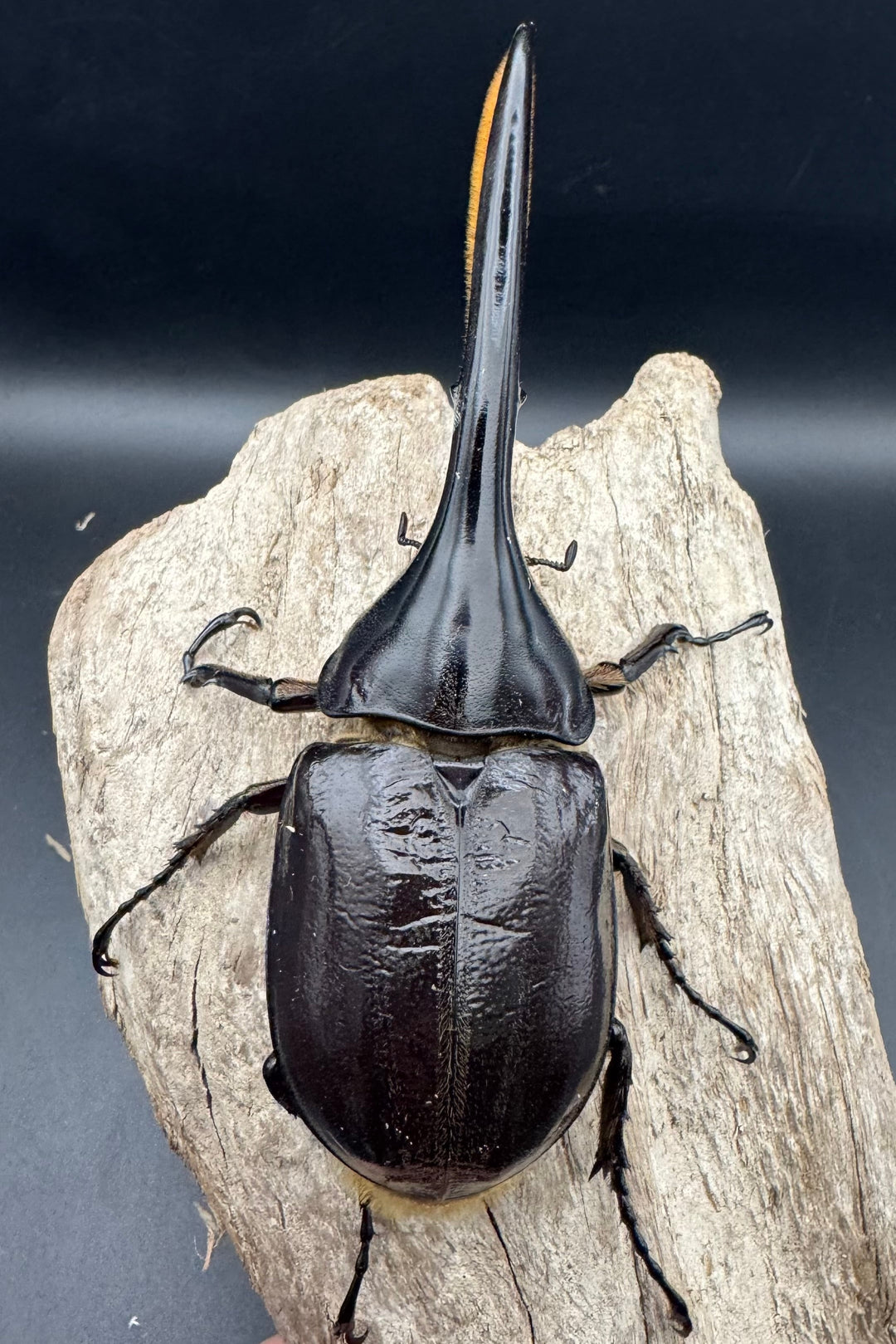 《ヘラクレス・ヘラクレス 127mm ペア》