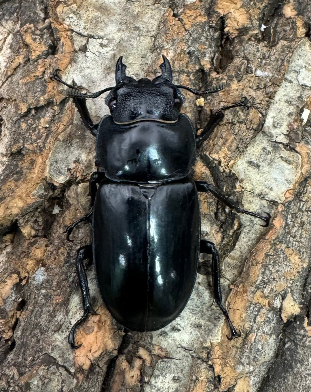 【WD】《セアカフタマタ 82.5mm ペア》