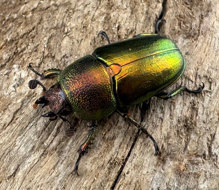 【WD】《パプアキンイロクワガタ アルファック産 Free ♀単》