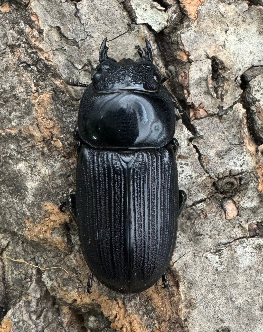 【WD】《ミンダナオパリーオオクワ  60mm ペア》