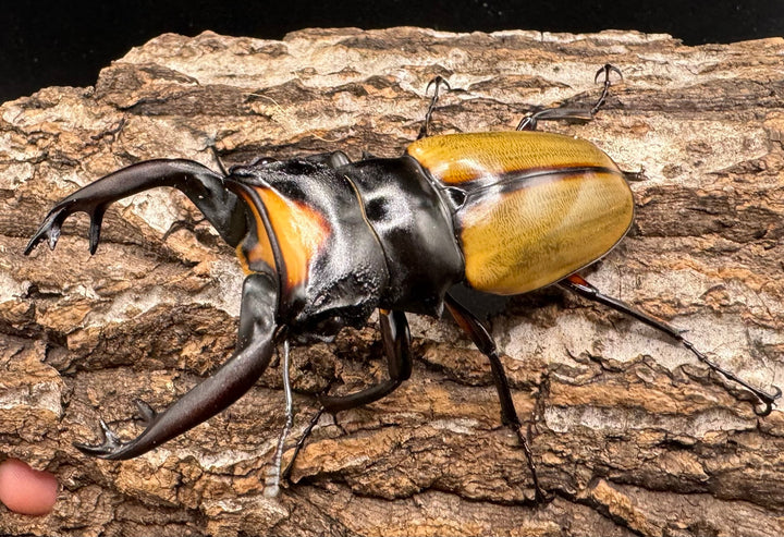 【WD】《ラコダールツヤクワガタ アチェ産 84mm ペア》