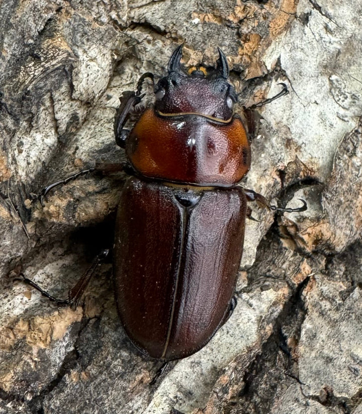 《トカラノコギリクワガタ ホワイトアイ 44mm ♂♀♀♀セット》