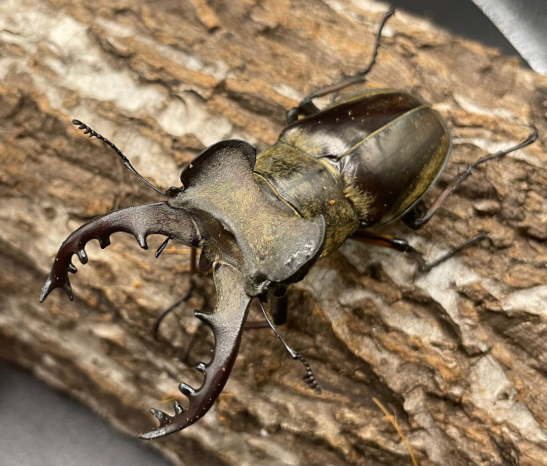 【WD】大型《ミヤマクワガタ 72.9mm ペア》