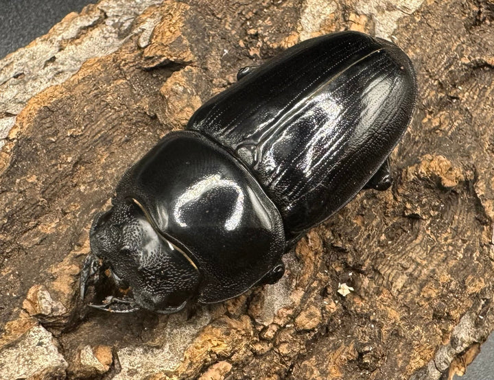 《オオクワガタ 川西血統 78mm ペア》ヒート氏ブリード個体