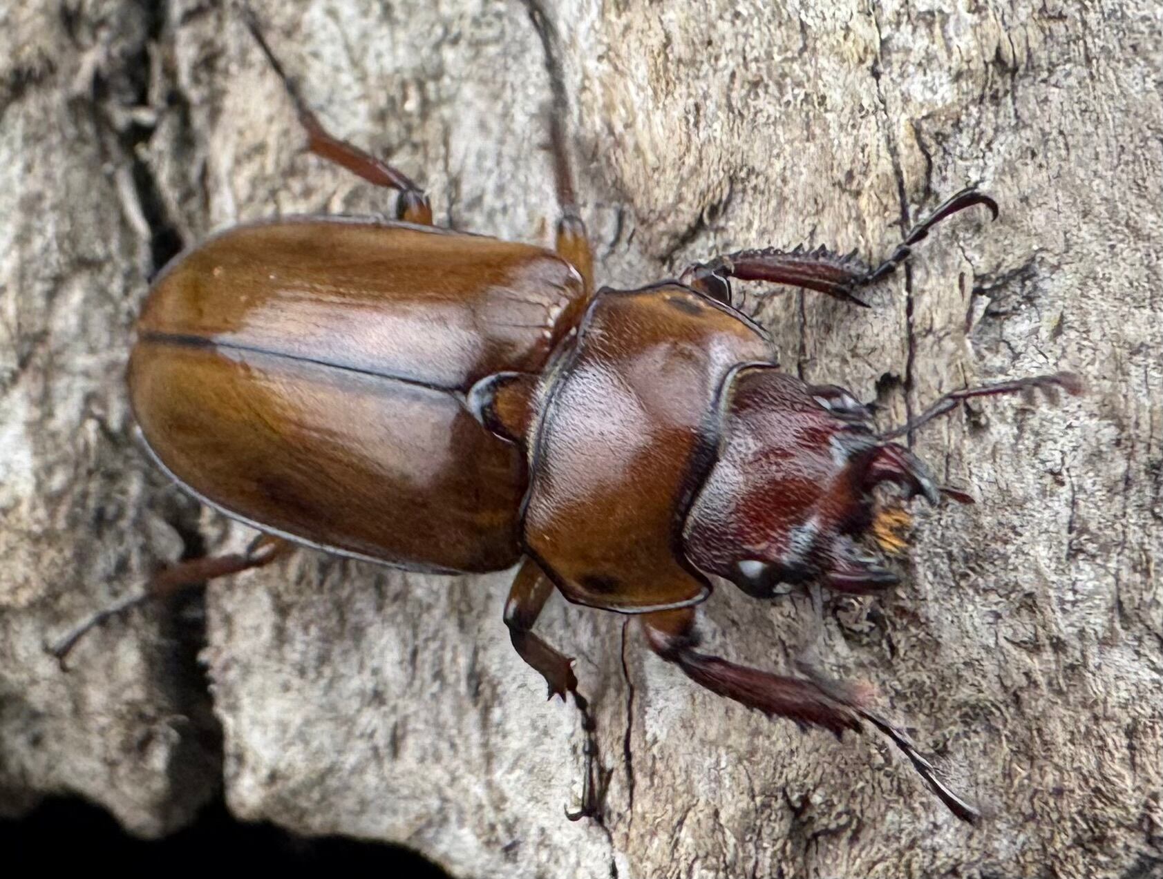 WD】《カスタネウスオニクワガタ 18mm ♀単》｜KPW公式オンラインショップ