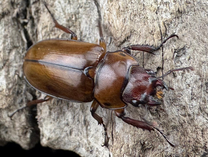 【WD】《カスタネウスオニクワガタ 18mm ♀単》