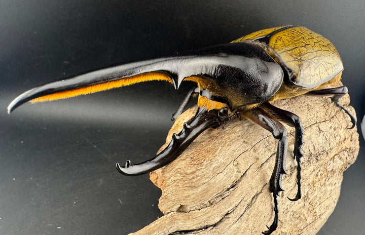 即ブリ《ヘラクレス・ヘラクレス 優良血統 139mm ペア》