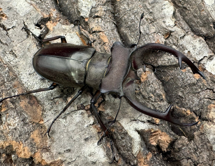 【WD】《クラーツミヤマ原名亜種 59mm ペア》