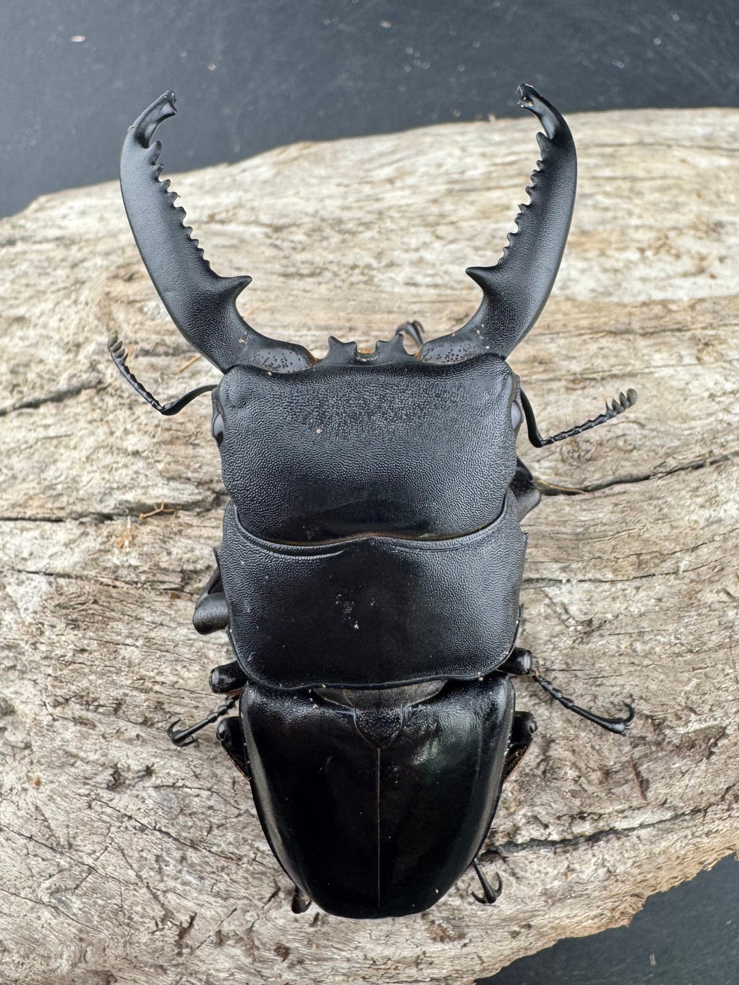 【WF1】《パラワンオオヒラタクワガタ 76mm ペア》