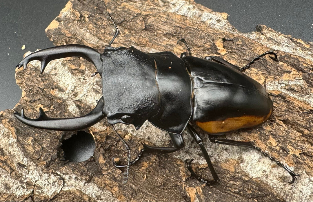 【WD】《スティーブンスツヤ亜種mamaesaensis 71mm ペア》