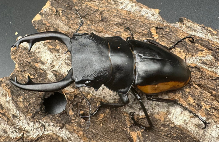 【WD】《スティーブンスツヤ亜種mamaesaensis 71mm ペア》