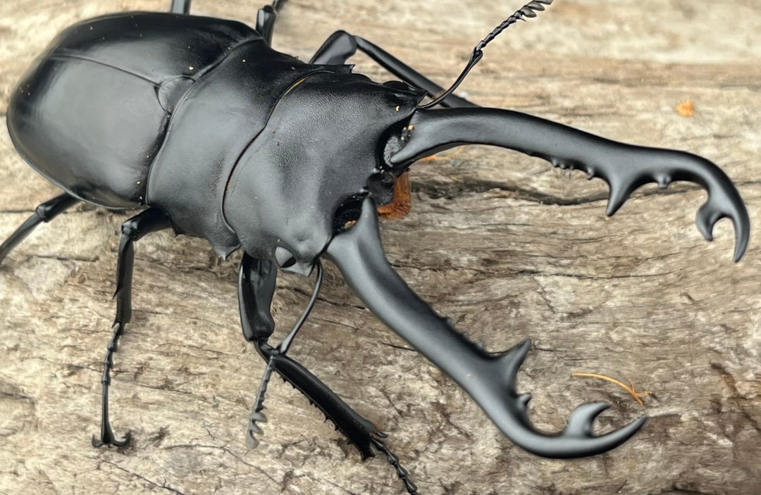 【WD】《 ギラファノコギリ亜種ボロブドゥール 92.5mm ペア》