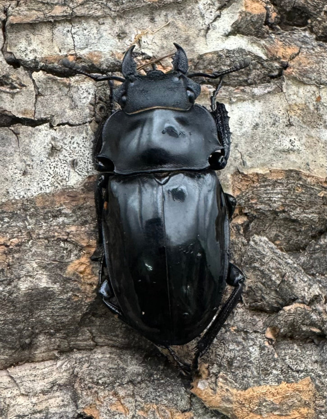 【WD】《インターメディアツヤクワガタ 86mm ペア》