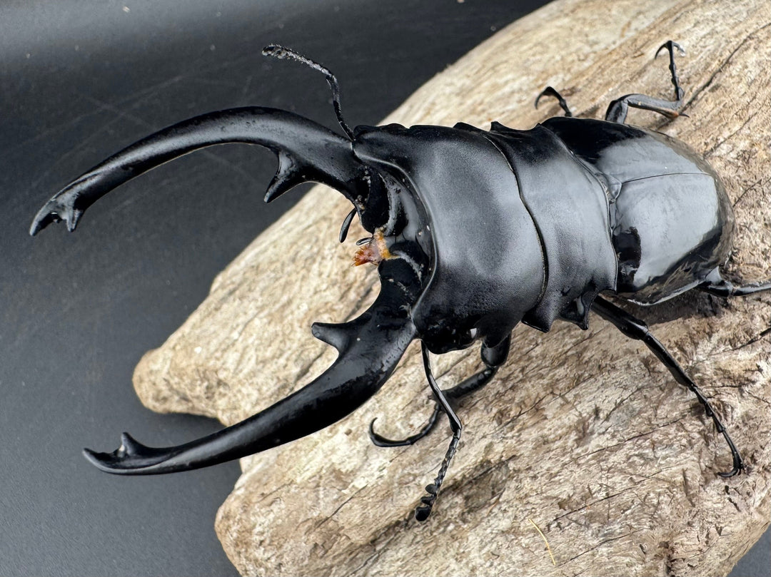 【WD】《インターメディアツヤクワガタ リサル産 93mm ペア》