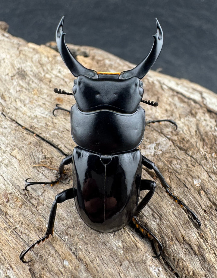 【WD】《セメノウコクワ 広西産 36.5mm ペア》