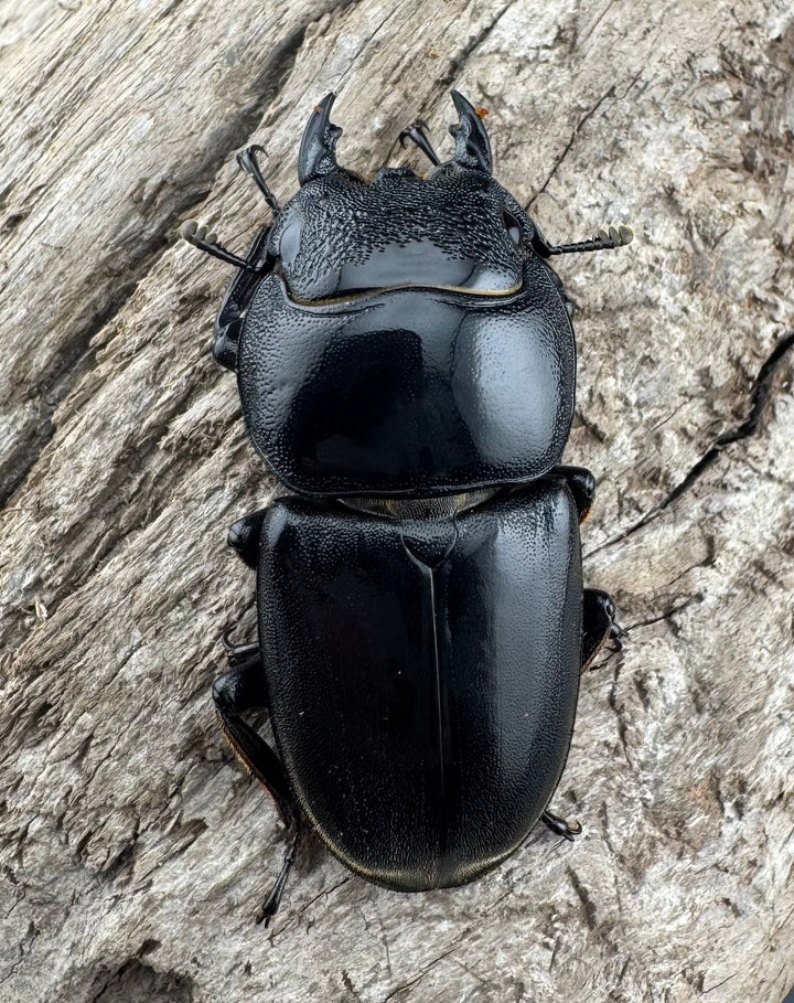 【WF1】《北カマリネスヒラタクワガタ 91mm ペア》