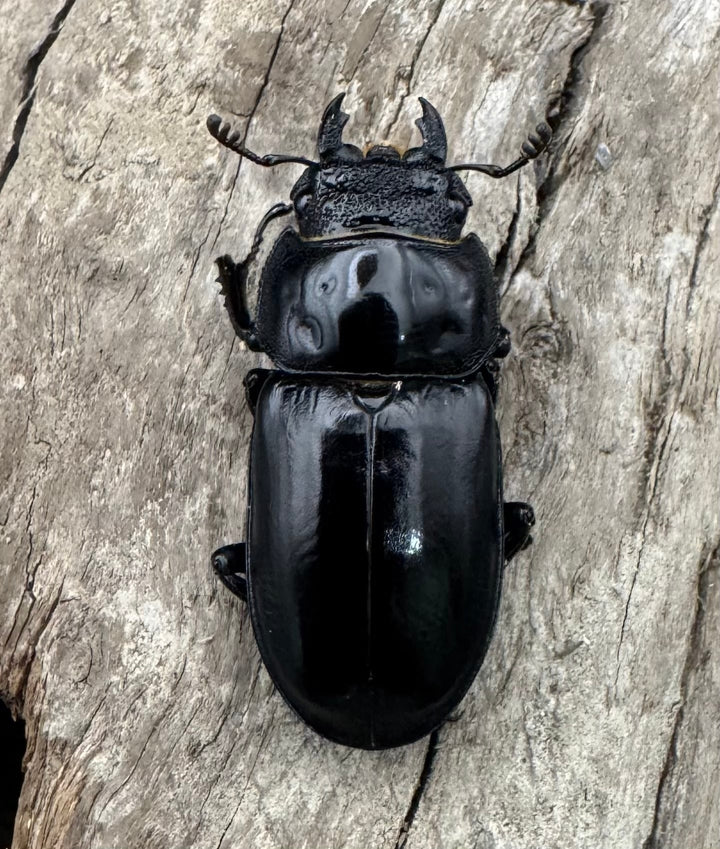 【WF4】《海南シカクワガタ 50mm ペア》